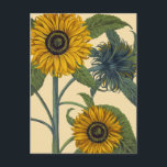 Postal Besler: girasol<br><div class="desc">Grabando de la "Eystettensis de Hortus" de Basilius Besler,  1613. | ID:0068085</div>