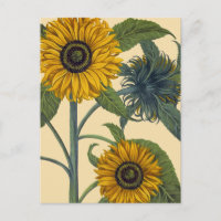 Besler: girasol