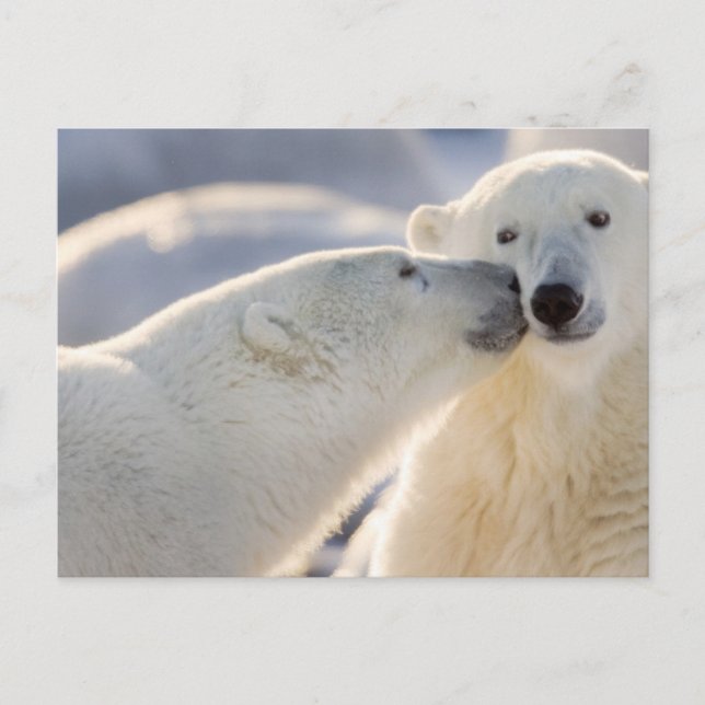 Postal Beso de oso polar (Anverso)