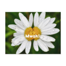 Besos de margarita Cumpleaños Amor de San Valentín