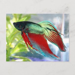 Postal Beta Fish