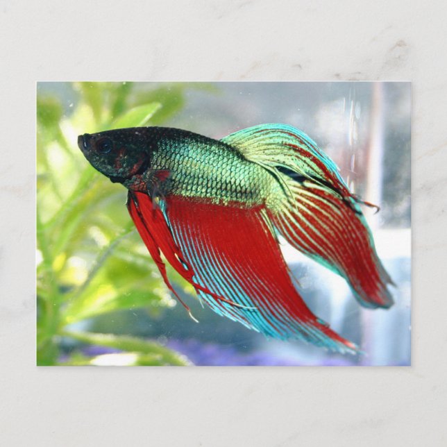Postal Beta Fish (Anverso)