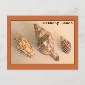Postal Bethany Shells Postcard