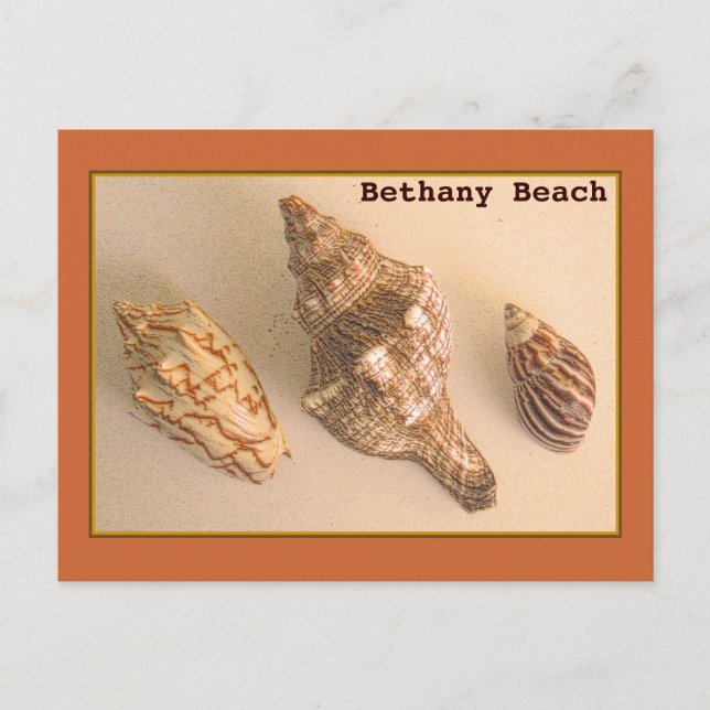 Postal Bethany Shells Postcard (Anverso)