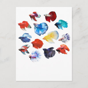Postal Betta 2