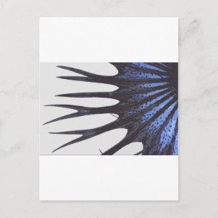 Postal Betta crowntail