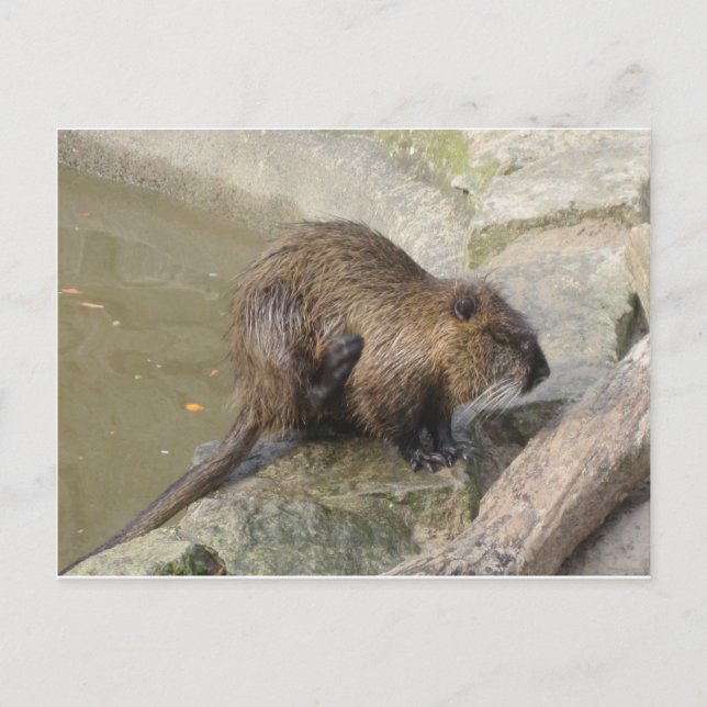 Postal Biber (Anverso)