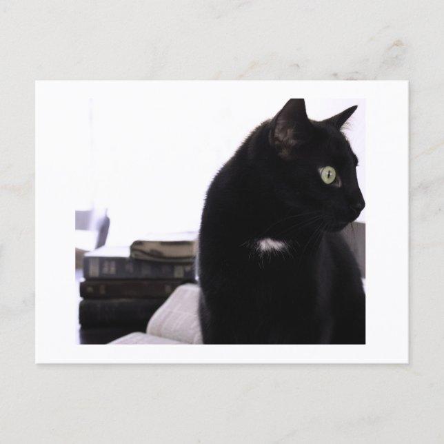 Postal Bibles and Black Cat Postcard Print by JH Thornton (Anverso)