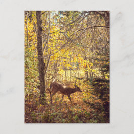 Postal Biche - Parc national du Mont-Tremblant