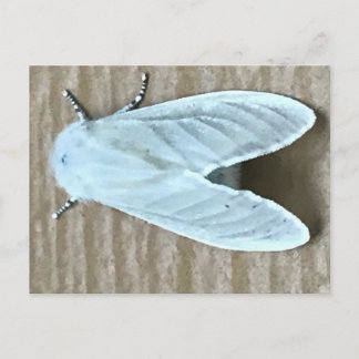 Postal Bicho de polilla blanca