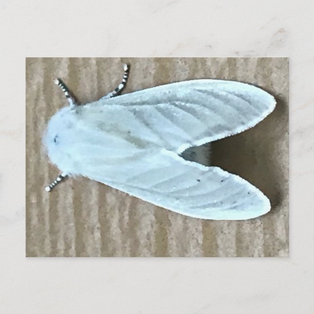 Postal Bicho de polilla blanca (Anverso)