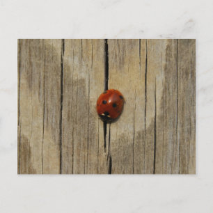 Postal Bichón de madera