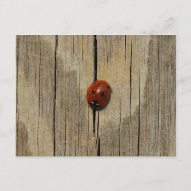 Postal Bichón de madera (Anverso)