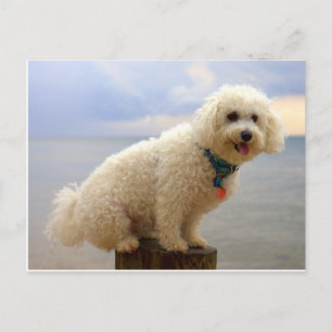 Postal Bichon Frise