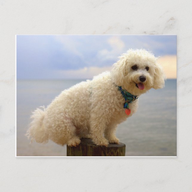 Postal Bichon Frise (Anverso)