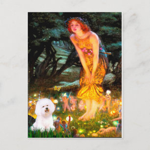 Postal Bichon Frise 1 - Noche de San Juan