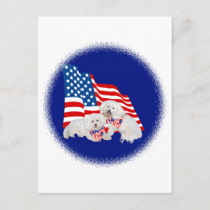 Postal Bichon Frise Bandera Americana