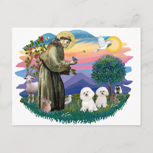 Postal Bichon Frise (dos) (Anverso)