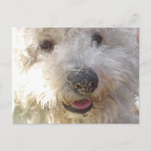 Postal Bichon Frise Postcard (Anverso)