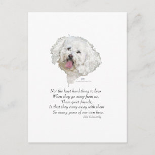 Postal Bichon Frise Puente del Arcoíris