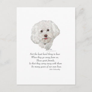 Postal Bichon Frise Puente del Arcoíris