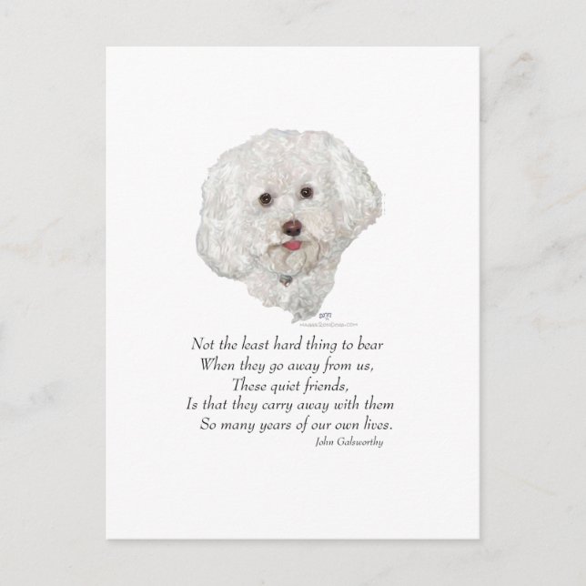 Postal Bichon Frise Puente del Arcoíris (Anverso)