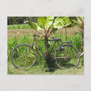 Postal Bicicleta bajo un árbol bananero