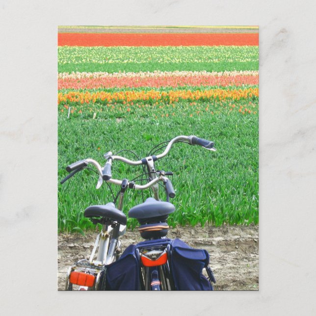 Postal Bicicletas estacionadas Primavera Tulip Flower Fie (Anverso)
