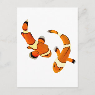 Postal Bickering Clowfish
