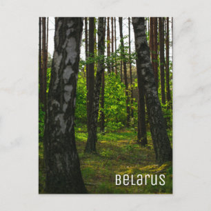 Postal Bielorrusia: Naturaleza de los árboles de aves for