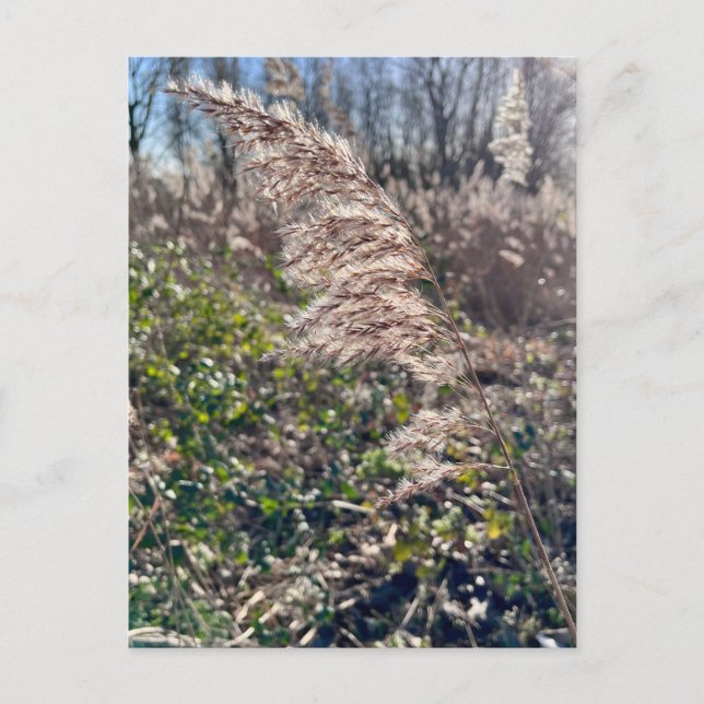 Postal Bienvenida de otoño. (Anverso)