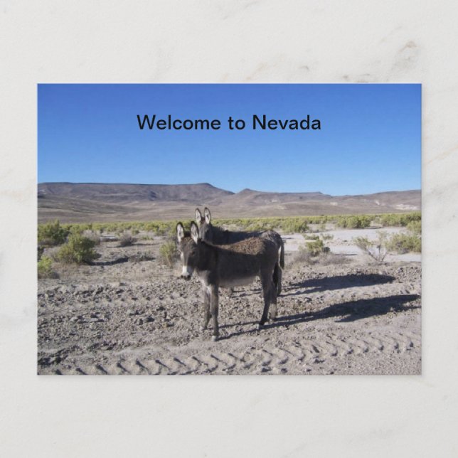 Postal Bienvenidos a la Postcard de Nevada con 2 burros (Anverso)
