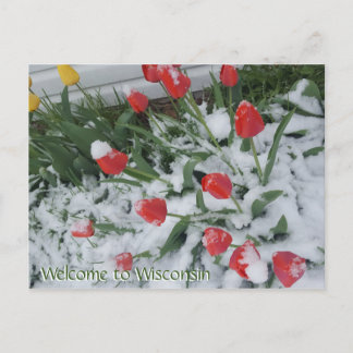 Postal Bienvenidos a los tulipanes de Wisconsin en la nie