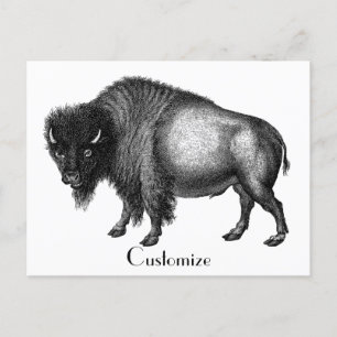 Postal Big Bison Buffalo Thunder_Cove