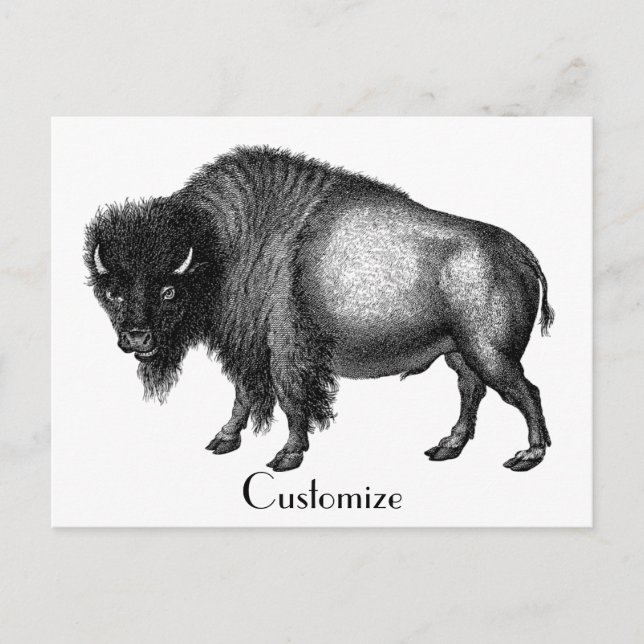 Postal Big Bison Buffalo Thunder_Cove (Anverso)