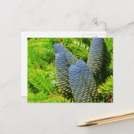Postal Big Blue Coreano Fir Cones