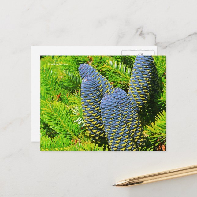 Postal Big Blue Coreano Fir Cones (Anverso/Reverso In Situ)