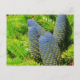 Postal Big Blue Coreano Fir Cones