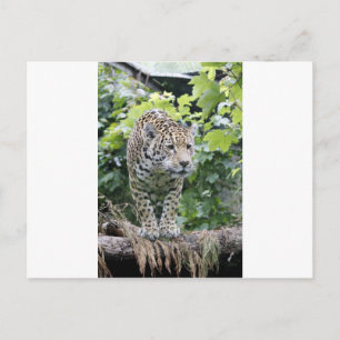 Postal Big Cat Jaguar
