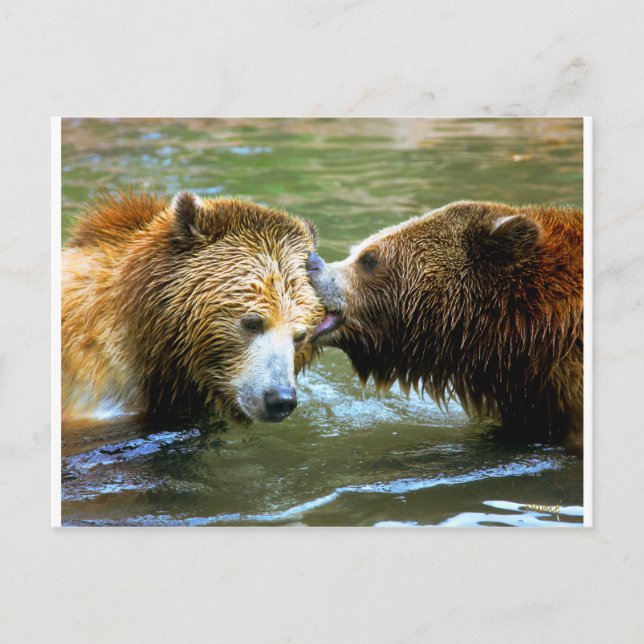 Postal Big Grizzly Bear Kiss (Anverso)