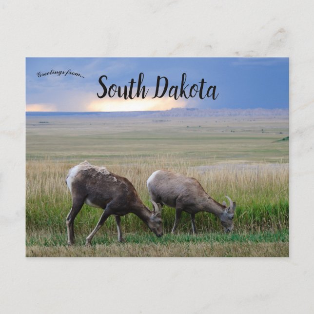 Postal Big Horn Sheep South Dakota (Anverso)