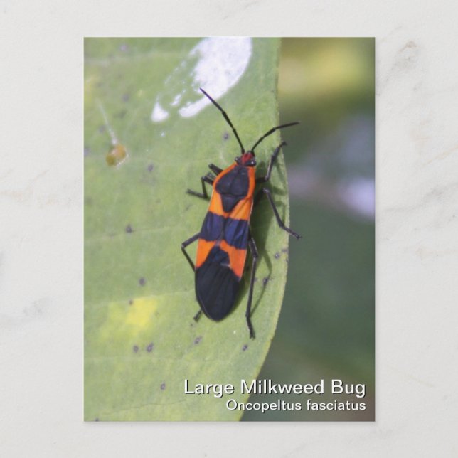 Postal Big Milkweed Bug (Anverso)