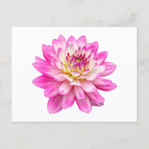 Postal Big Pink Dahlia