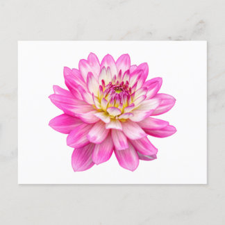 Postal Big Pink Dahlia