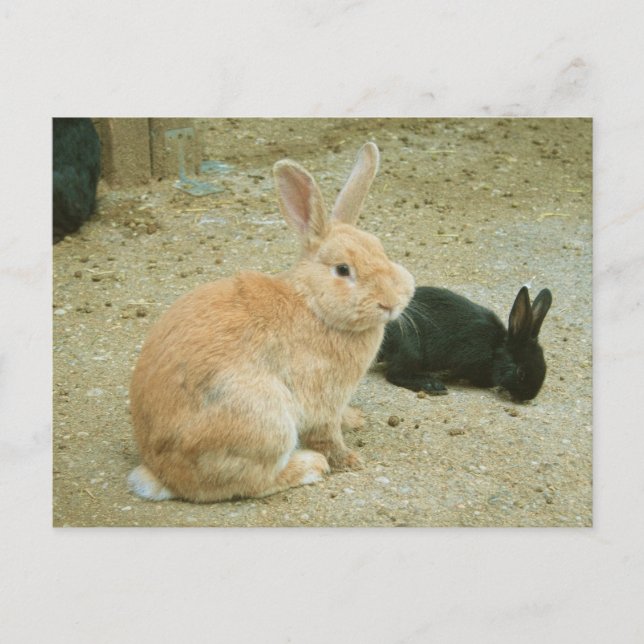Postal Big Red Bunny (Anverso)