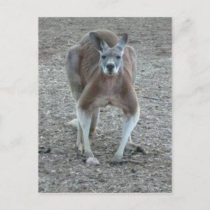 Postal Big Red Kangaroo