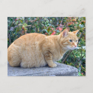 Postal Big Red Tabby