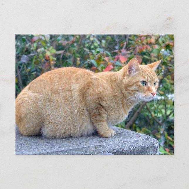 Postal Big Red Tabby (Anverso)
