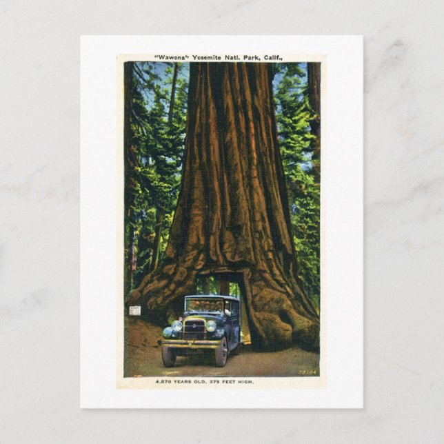Postal Big Tree Wawona, Mariposa Grove, CA (Anverso)