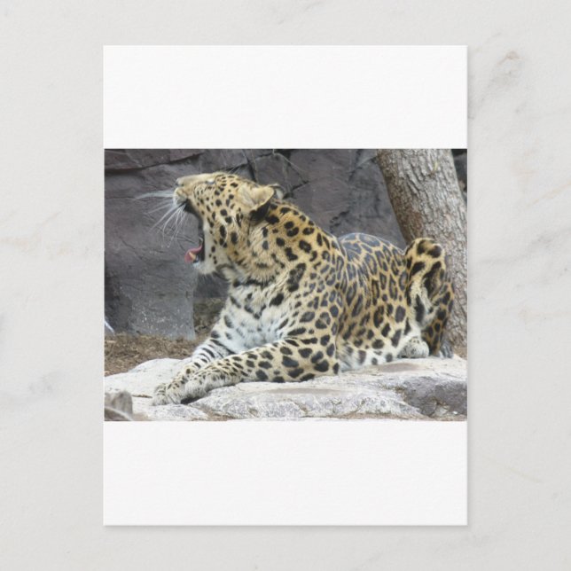 Postal Big Yawn (Anverso)